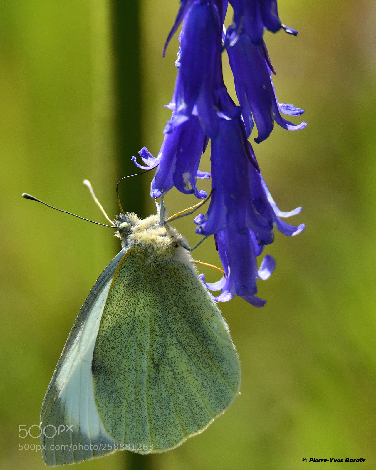 Nikon D500 sample photo. Pieris brassicae photography