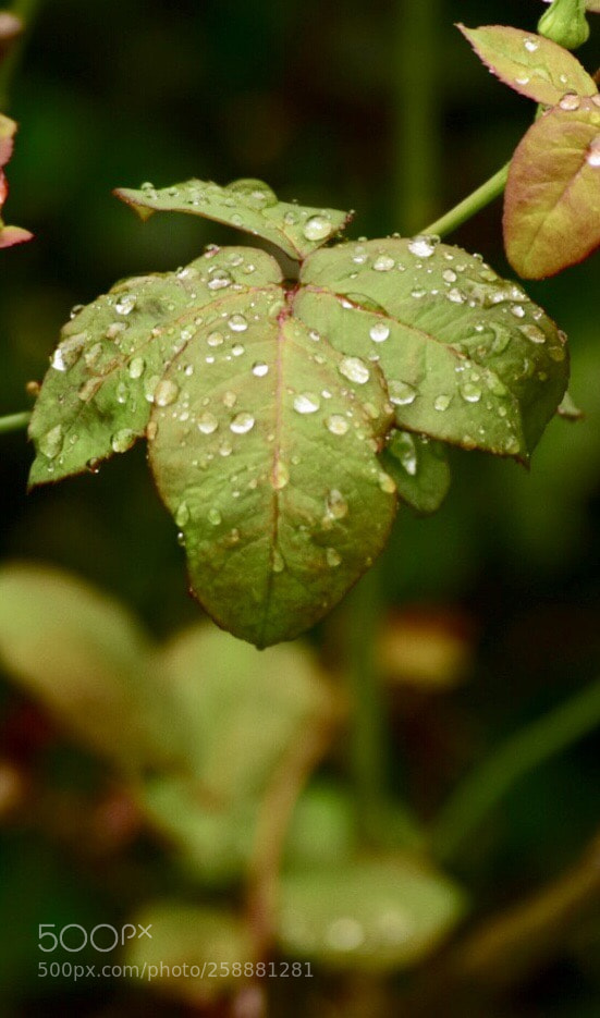 Nikon D3300 sample photo. Raindrops photography