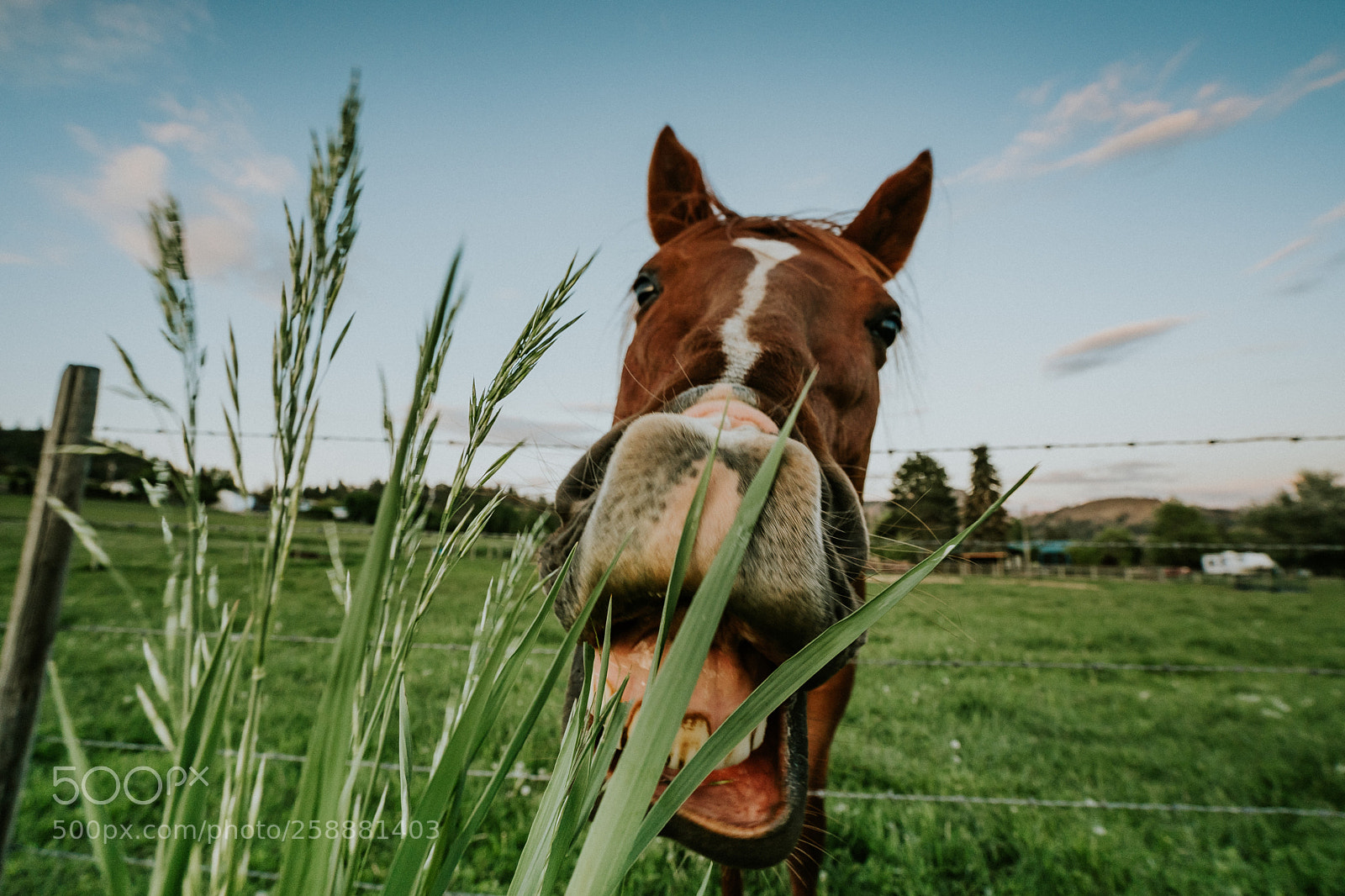 Sony a7 III sample photo. Nibbling photography