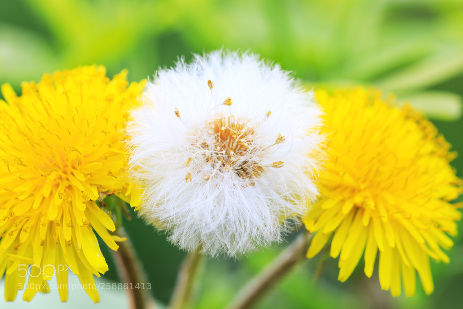 Canon EOS 5D Mark IV sample photo. A dandelion parachute ball photography