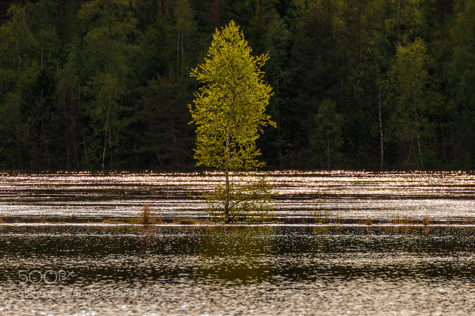 Canon EOS 80D sample photo. Lonely tree photography