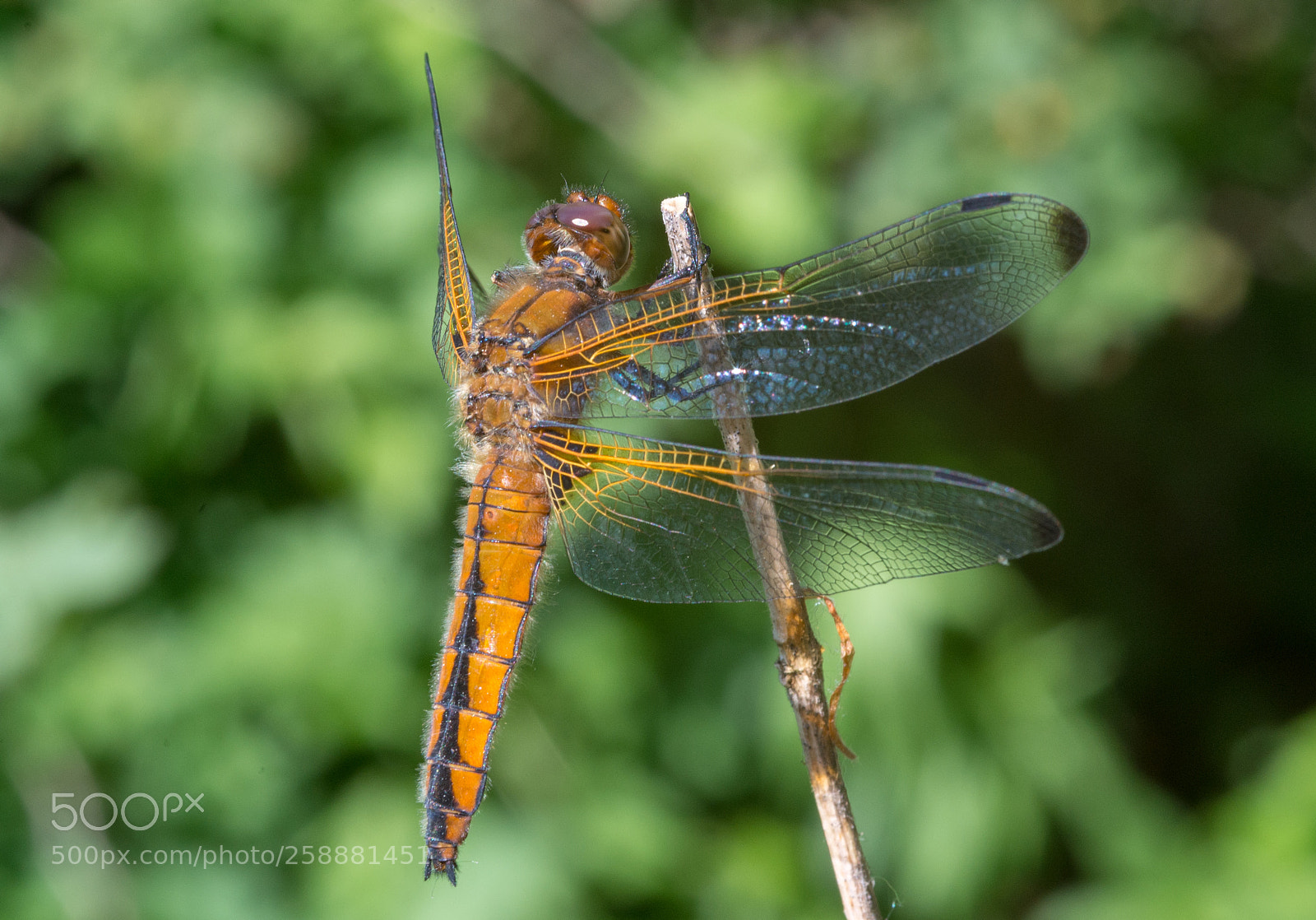 Nikon D610 sample photo. Orange dragonfly photography