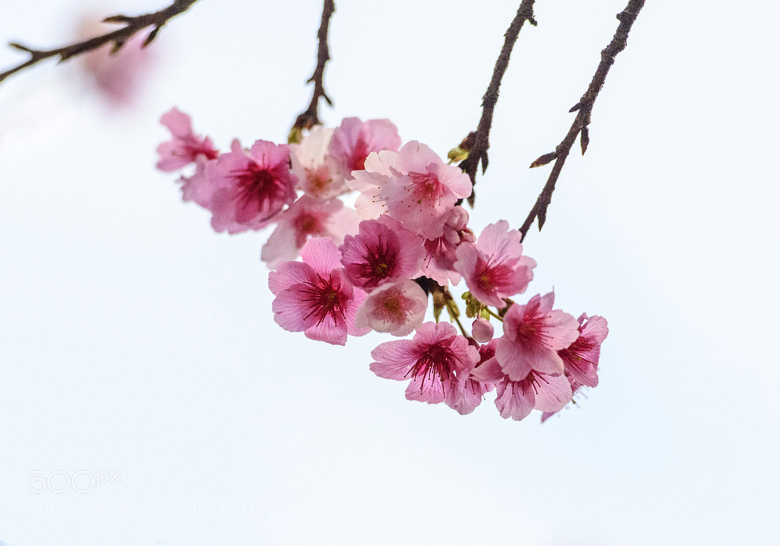 Nikon D800 sample photo. Sakura photography