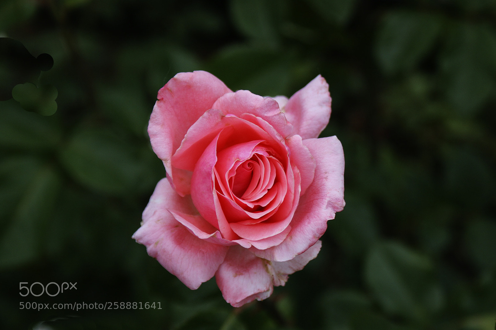 Canon EOS 20D sample photo. May rose photography