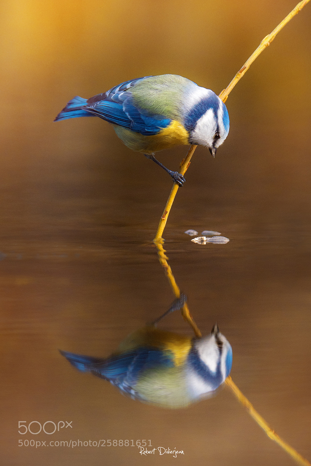 Nikon D810 sample photo. Blue tit in reflection photography