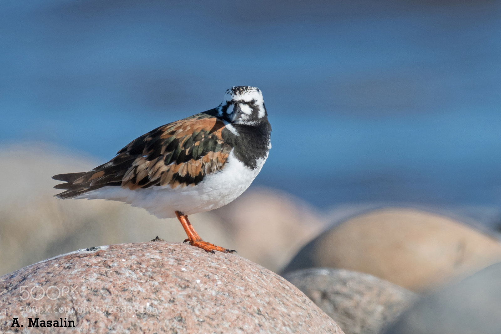 Nikon D500 sample photo. Ruddy turnstone photography