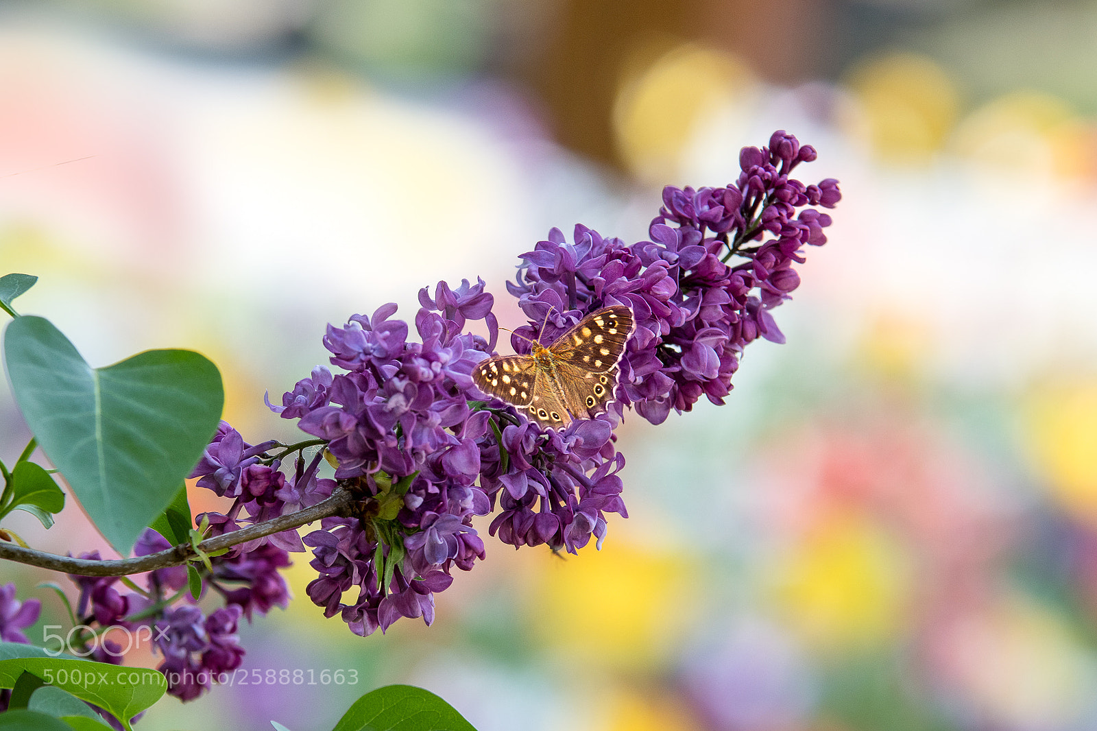 Nikon D500 sample photo. The little butterfly photography