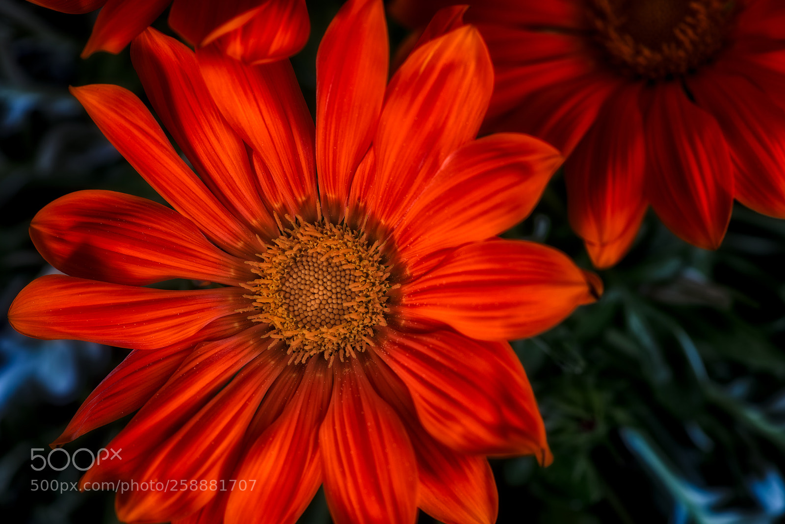 Nikon D810 sample photo. Red photography