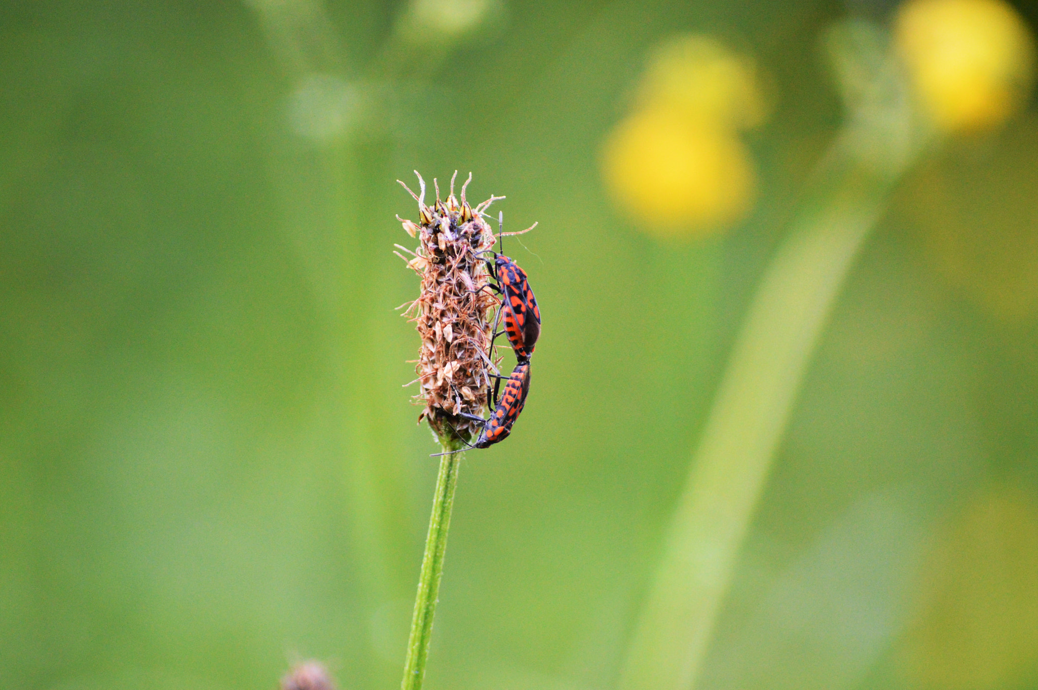 Nikon D3200 sample photo