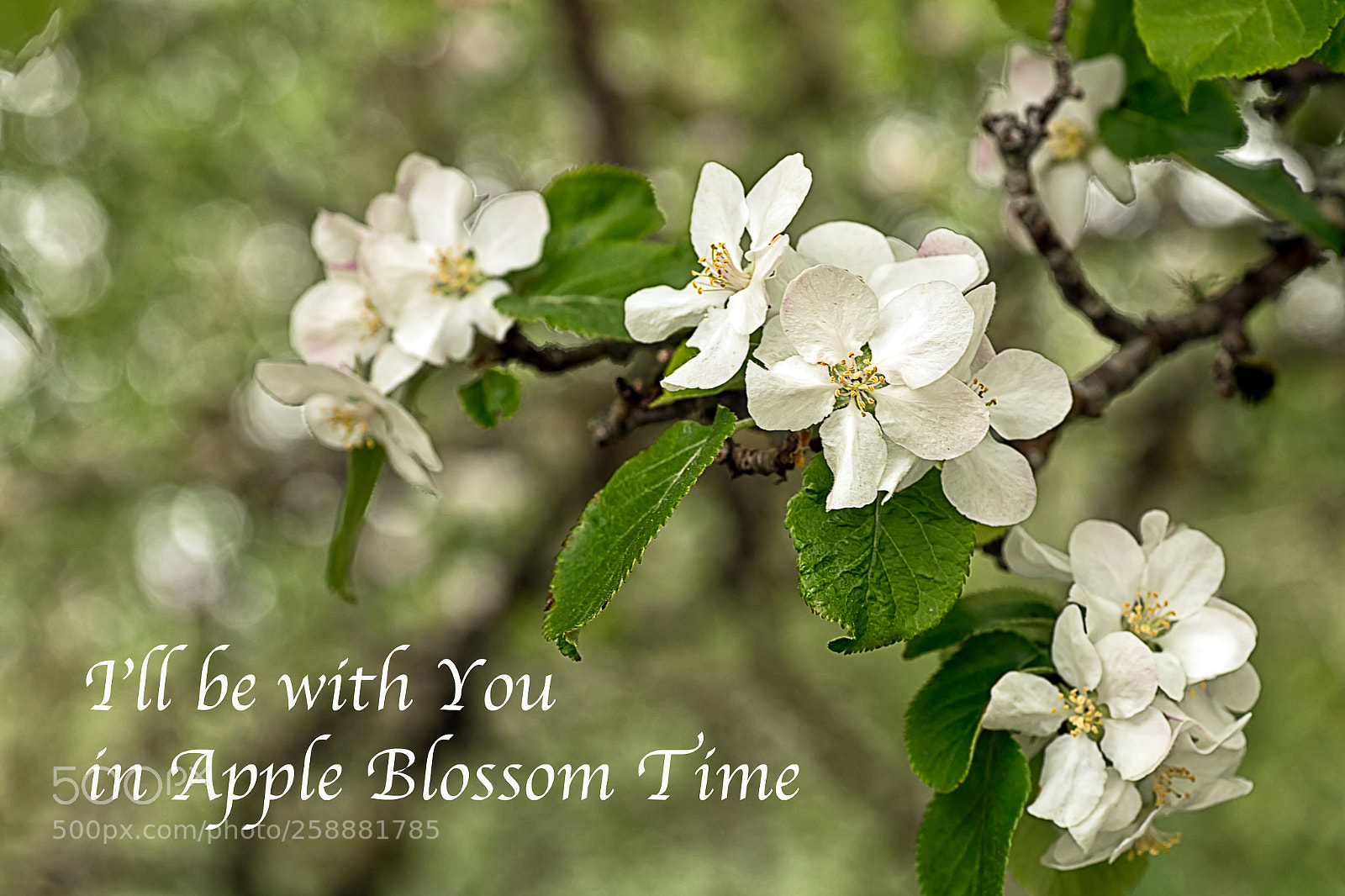 Canon EOS 6D sample photo. Apple blossom time photography