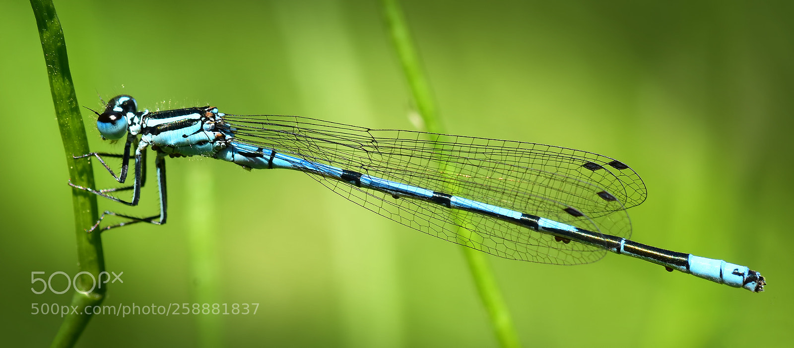 Nikon D7200 sample photo. Azure damselfly (coenagrion puella) photography