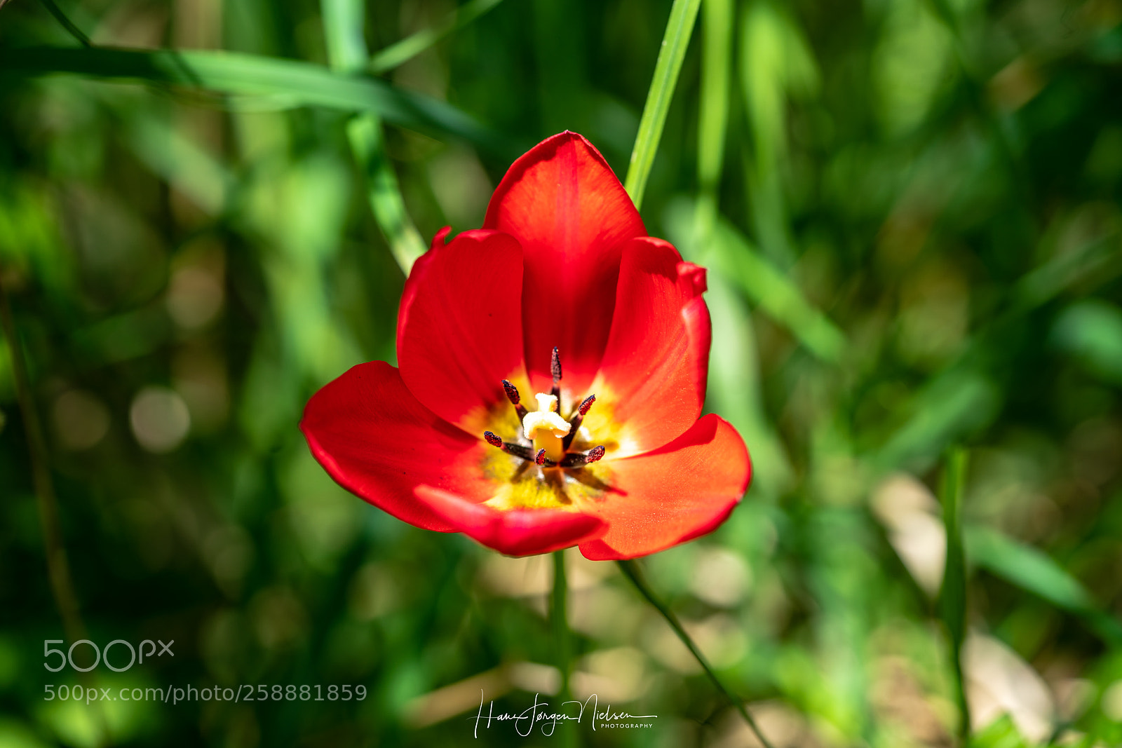 Sony a7R II sample photo. Tulip photography