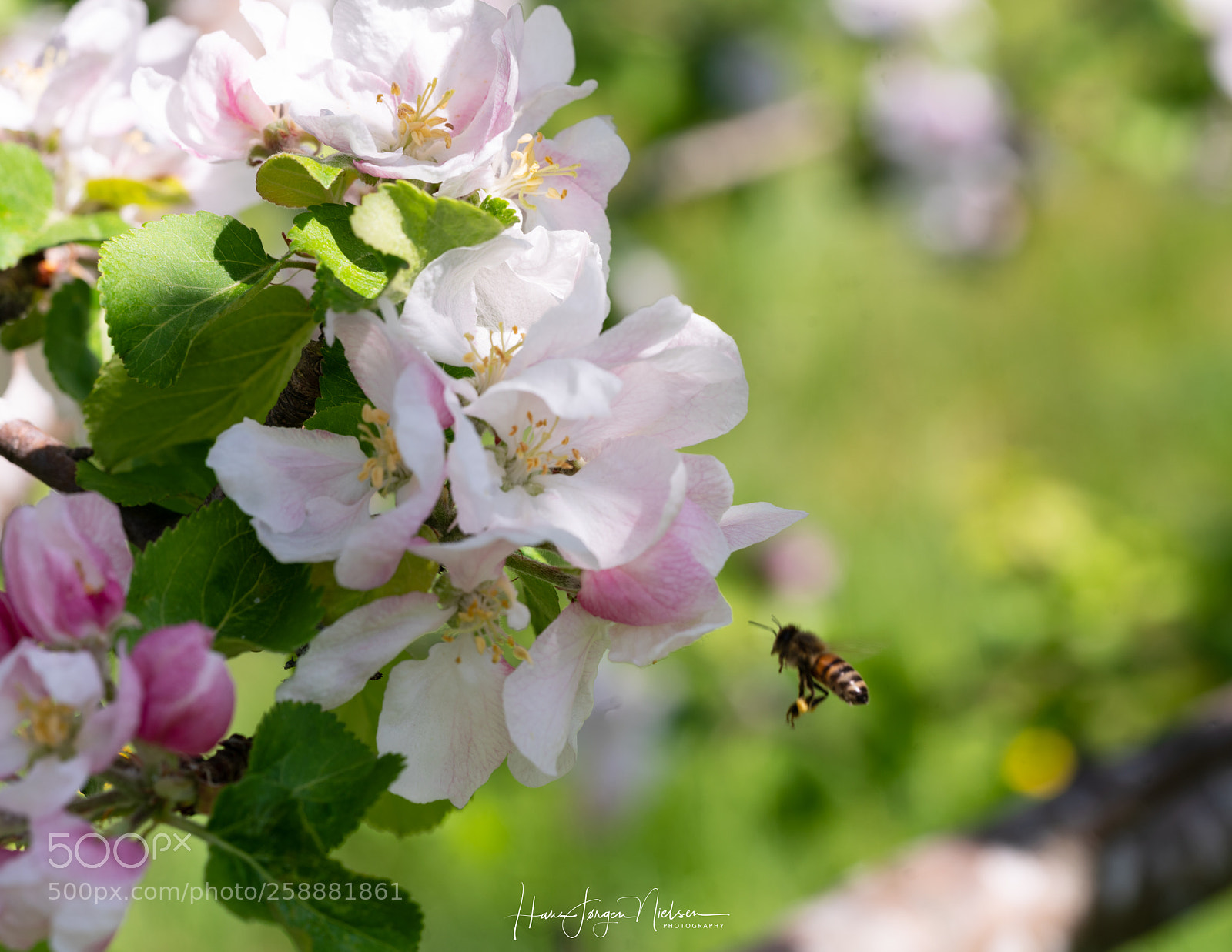 Sony a7R II sample photo. Apple tree photography