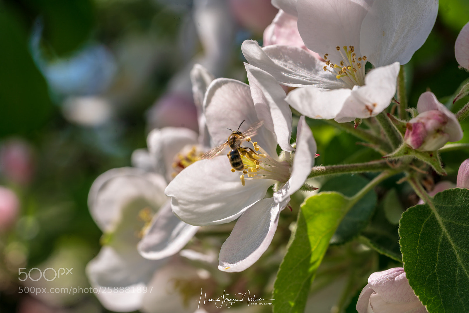 Sony a7R II sample photo. Cherry tree photography