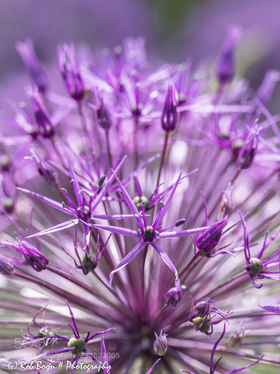 Canon EOS 5DS sample photo. Allium photography