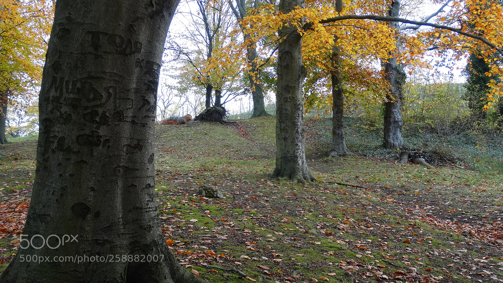 Sony Cyber-shot DSC-HX300 sample photo. Lovers trees photography
