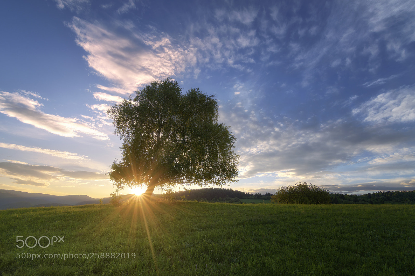 Nikon D7200 sample photo. Spring light photography