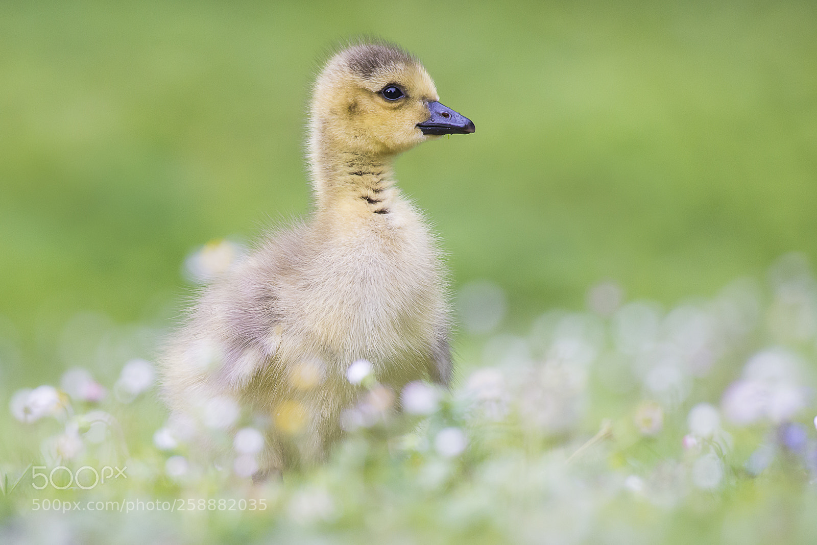 Nikon D610 sample photo. G nsel und g photography