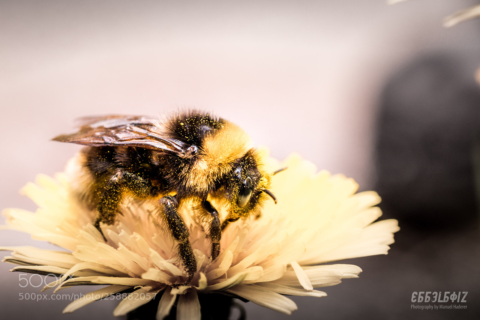 Sony ILCA-77M2 sample photo. Busy bumblebee photography