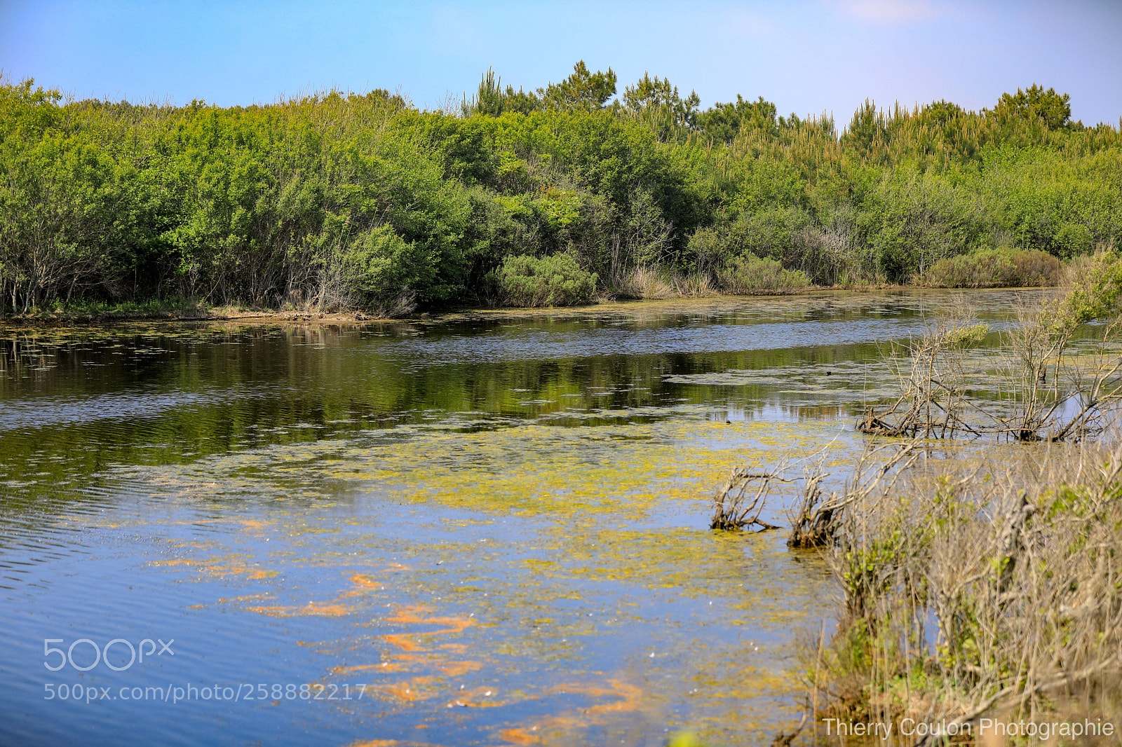 Canon EOS 5D Mark IV sample photo. Entre dune,for t,mimizan et photography