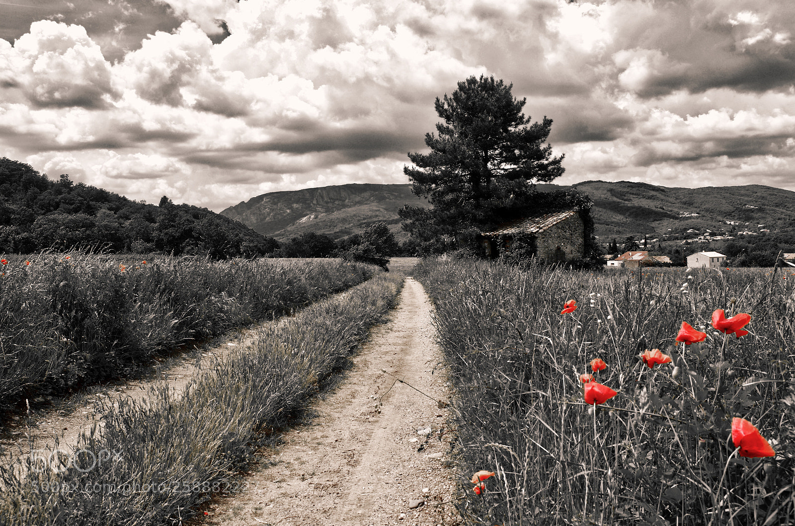 Nikon D7000 sample photo. Only red photography