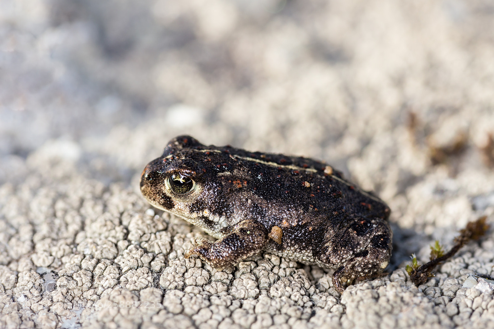Canon EOS 6D sample photo. Natterjack toad  210518-3708 photography