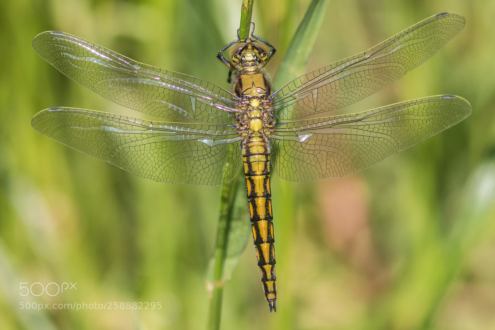 Canon EOS 70D sample photo. Spreading wings photography