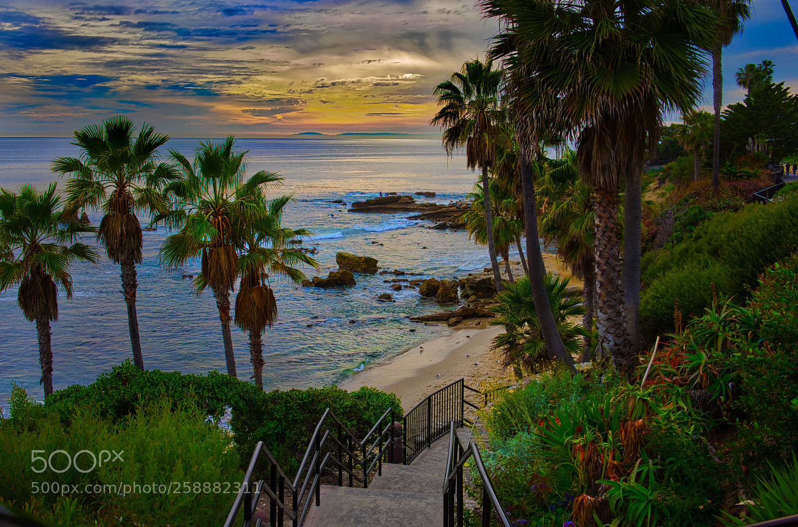 Sony a7 sample photo. Palms photography
