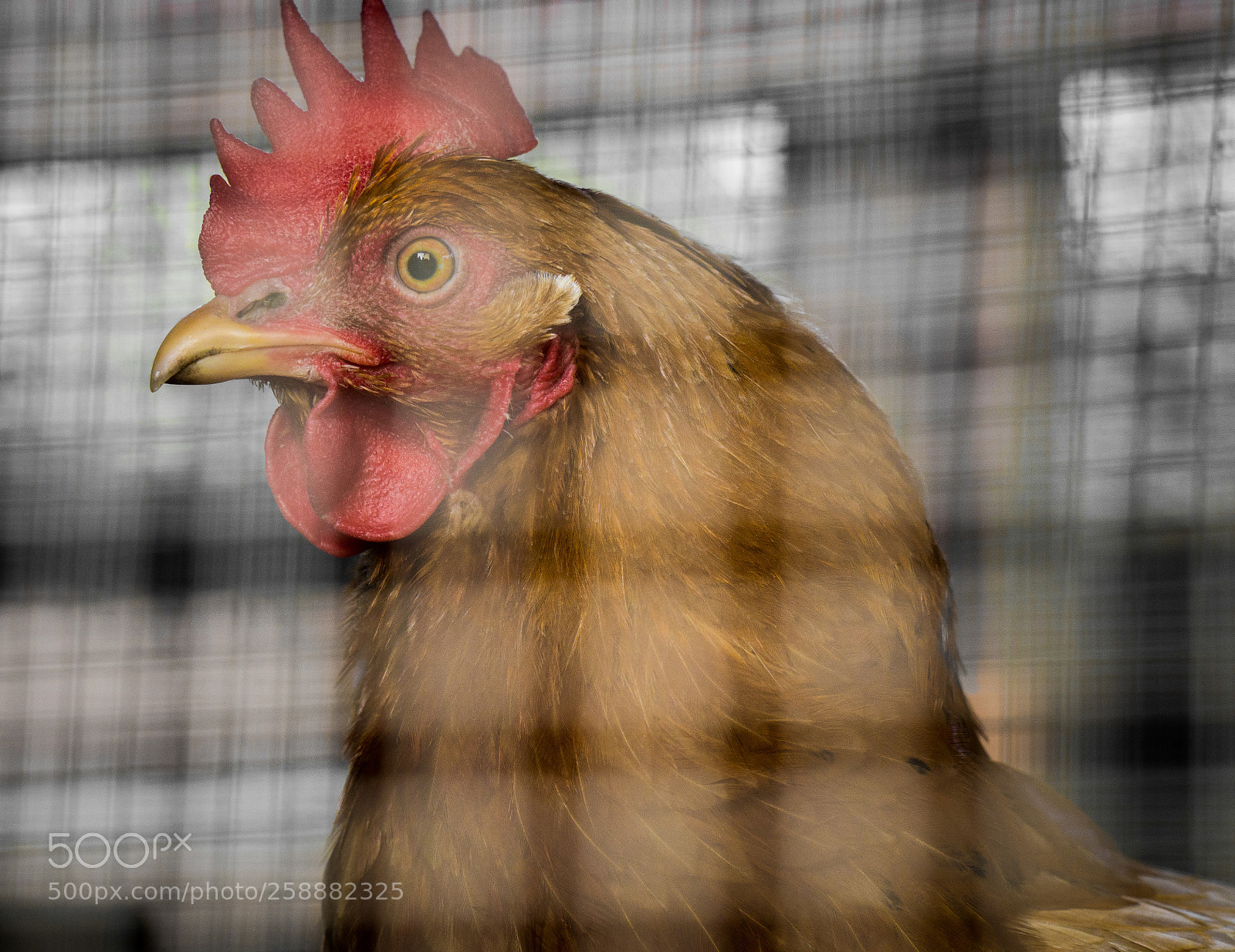 Sony a6000 sample photo. Chick photography