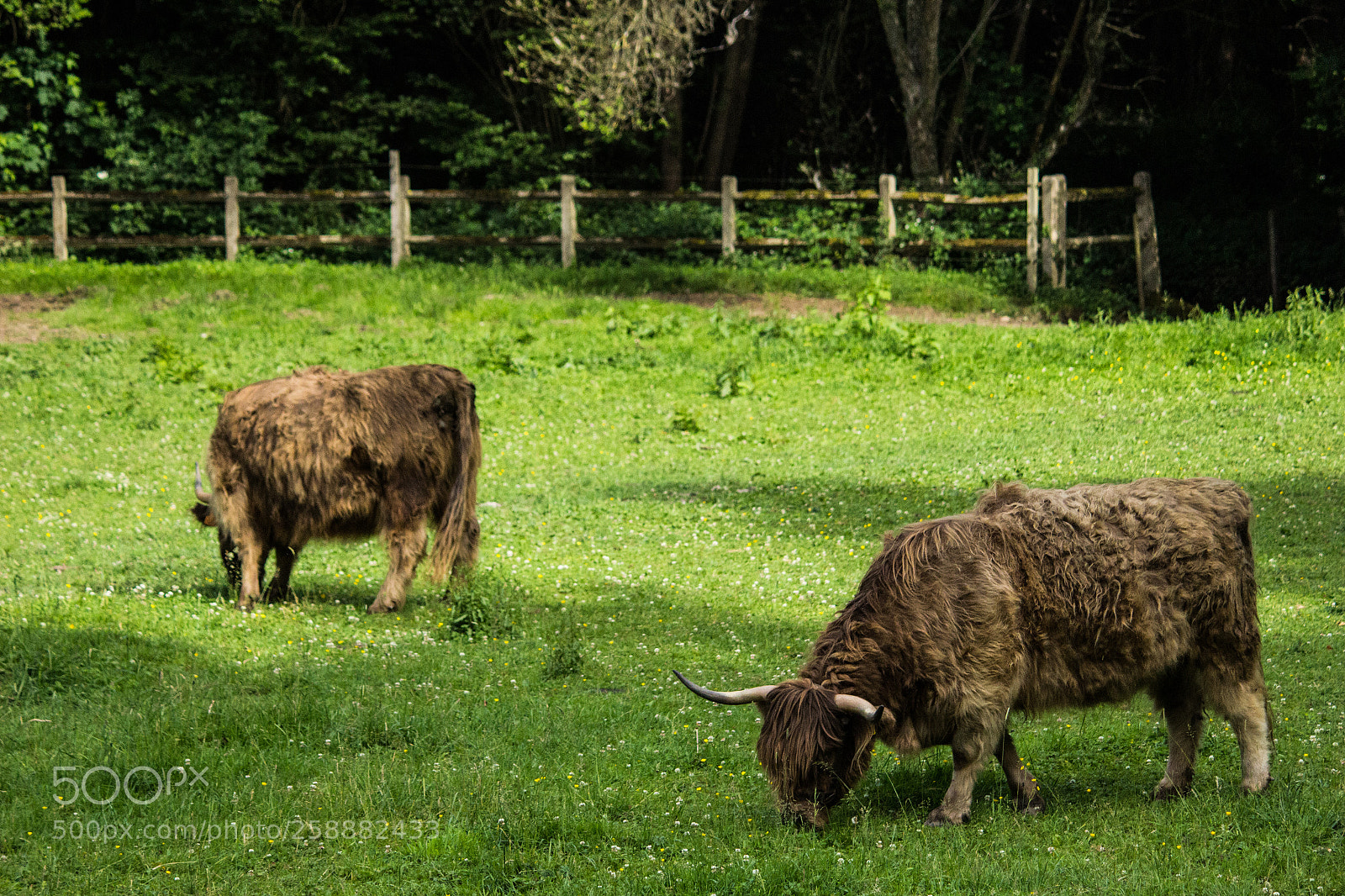 Canon EOS 600D (Rebel EOS T3i / EOS Kiss X5) sample photo. Buffalo meadow photography