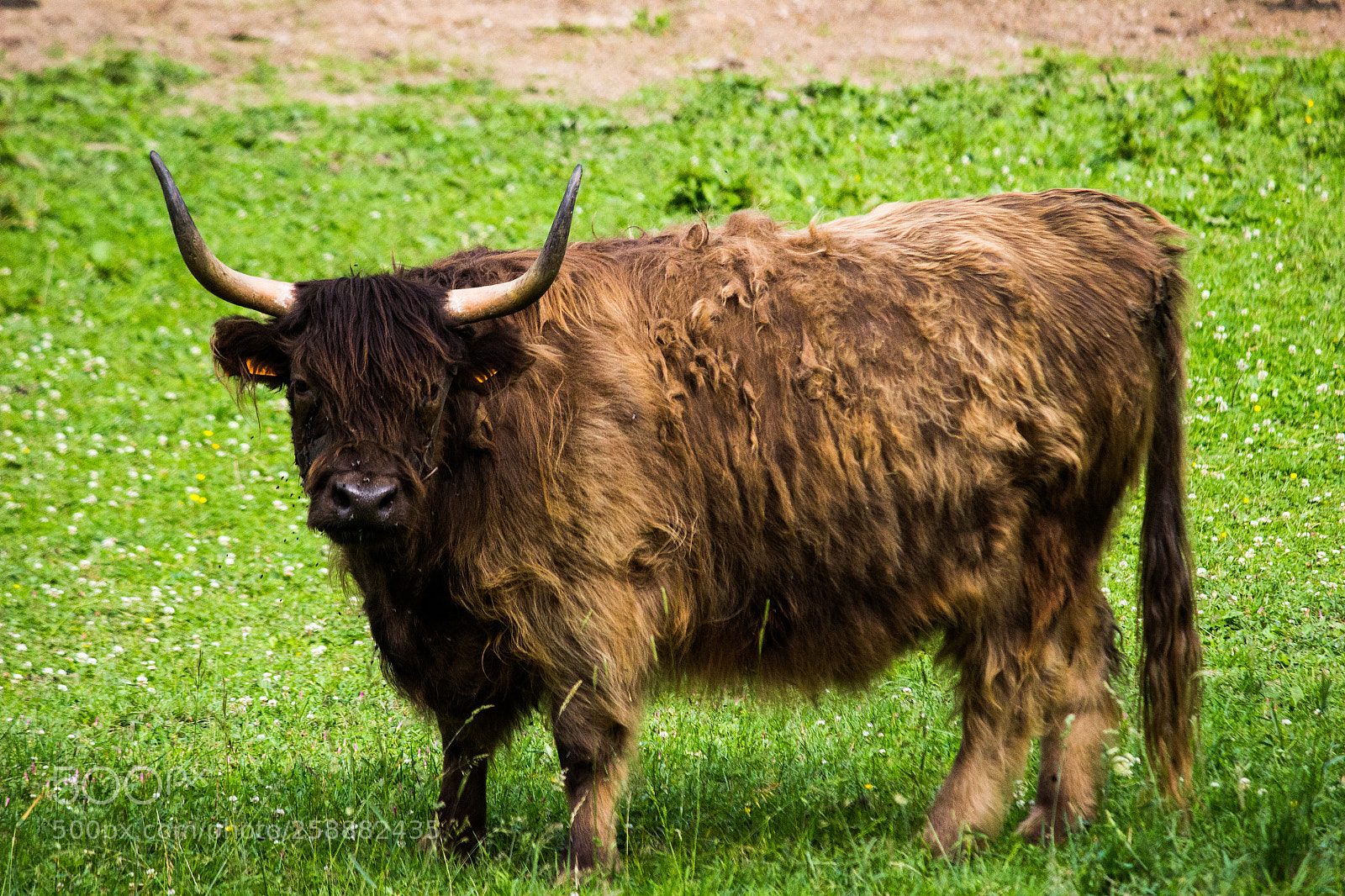 Canon EOS 600D (Rebel EOS T3i / EOS Kiss X5) sample photo. Buffalo meadow photography
