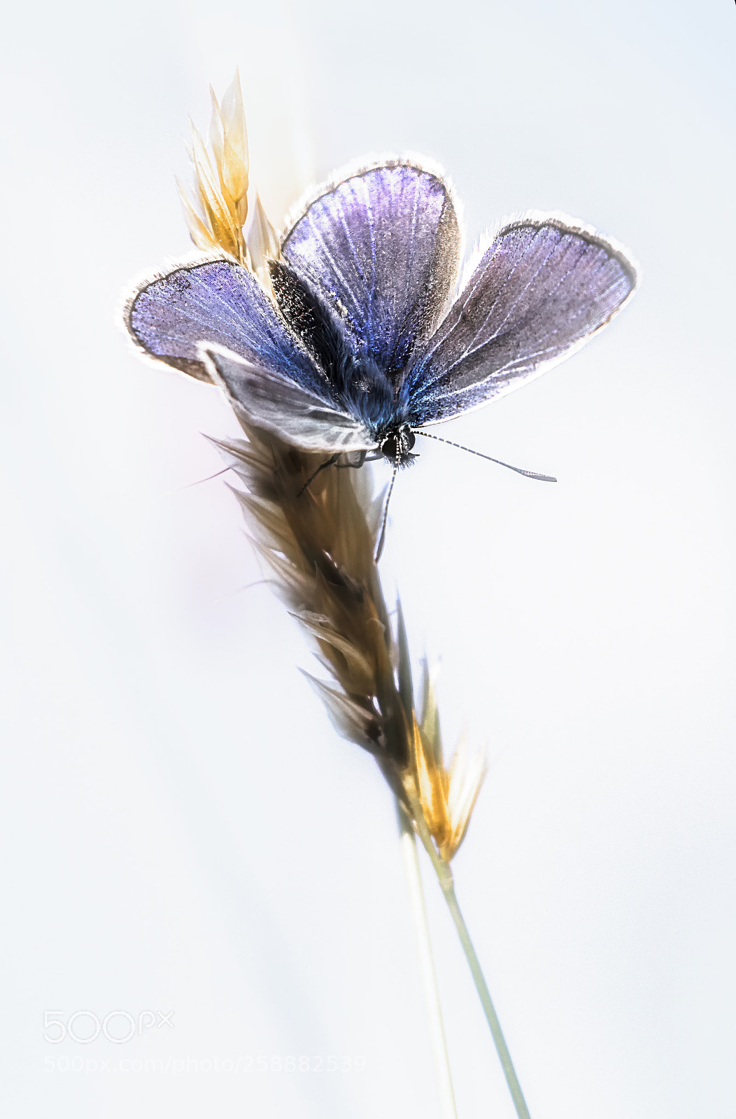 Canon EOS 80D sample photo. Eső után photography