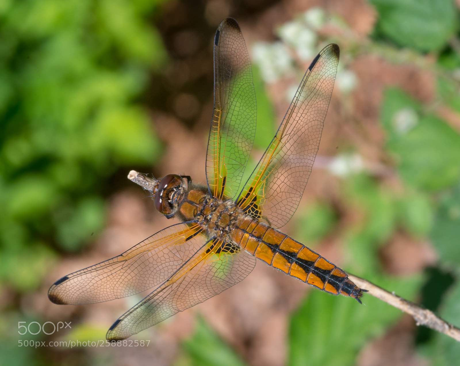 Nikon D610 sample photo. Dragonfly photography