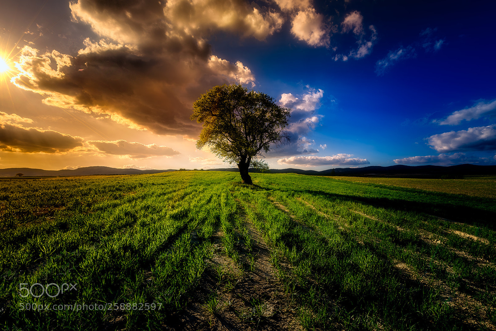 Nikon D810 sample photo. El almendro ii photography