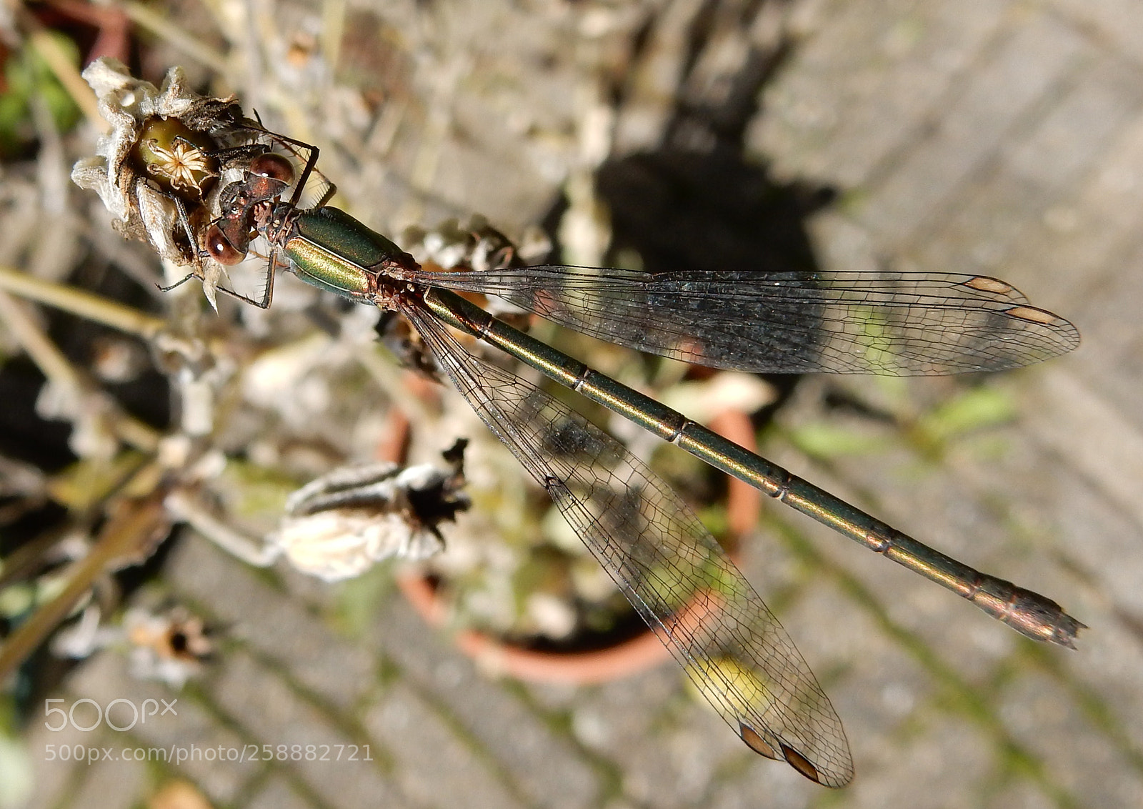 Nikon Coolpix S9900 sample photo. Lady damselfly and a photography