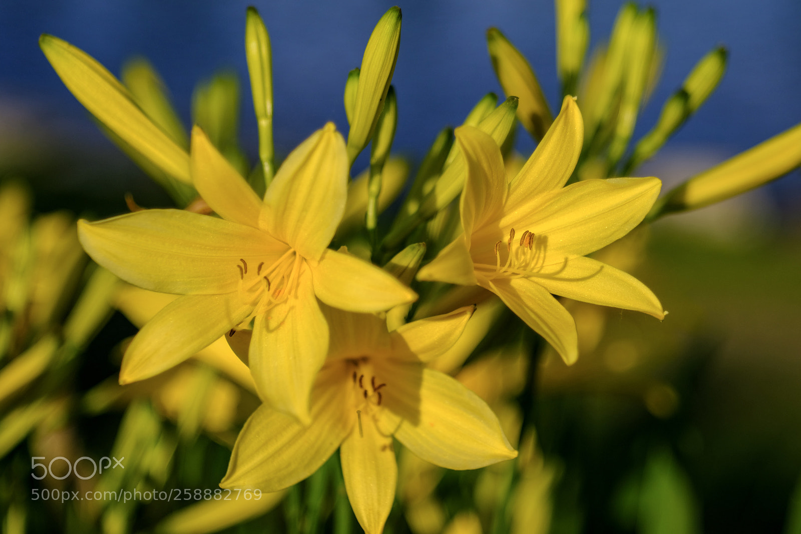 Fujifilm X-T20 sample photo. Yellow flowers photography