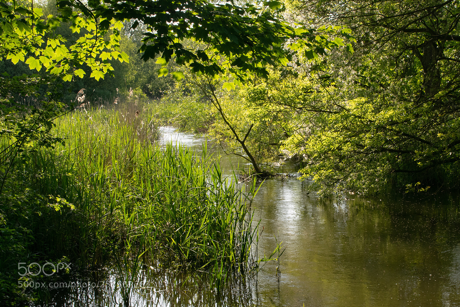 Nikon D3300 sample photo. Back water photography