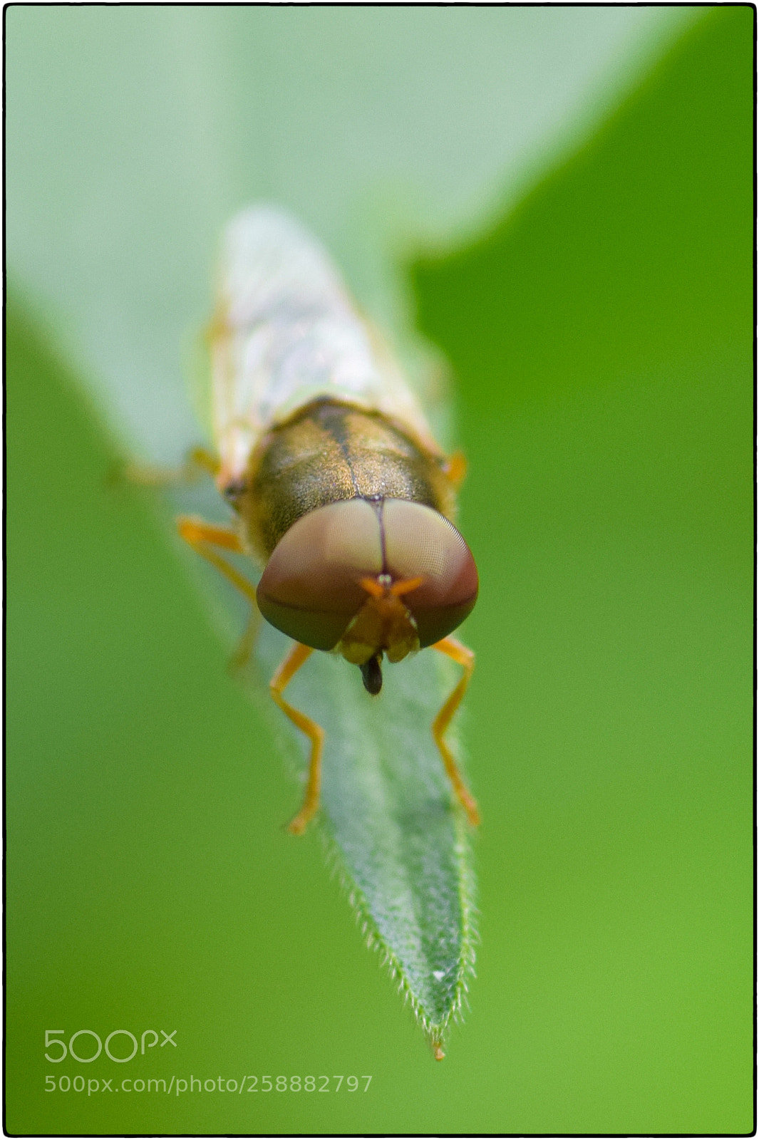 Nikon D5300 sample photo. Coelopidae photography