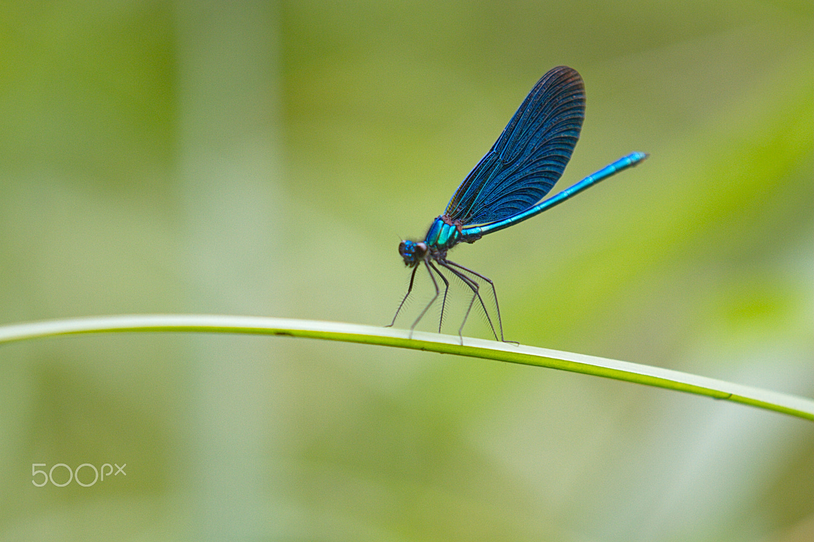 Canon EOS 7D + Sigma 70-200mm F2.8 EX DG OS HSM sample photo. Img photography