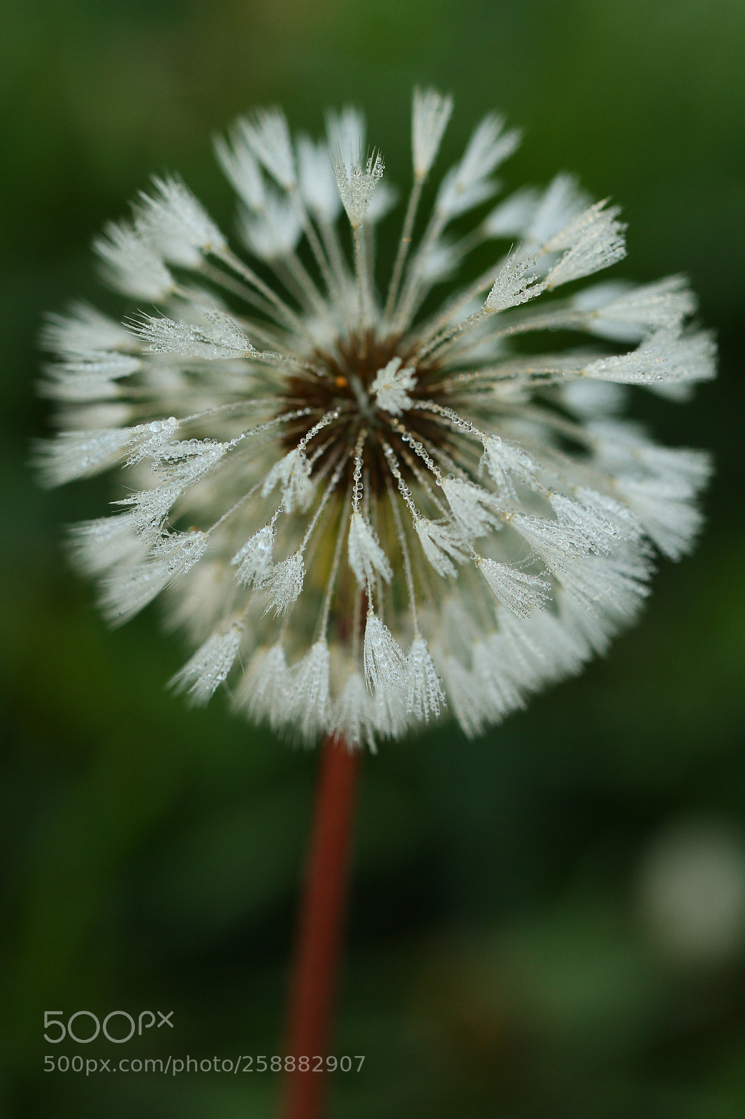 Canon EOS 7D sample photo. Morning dew photography