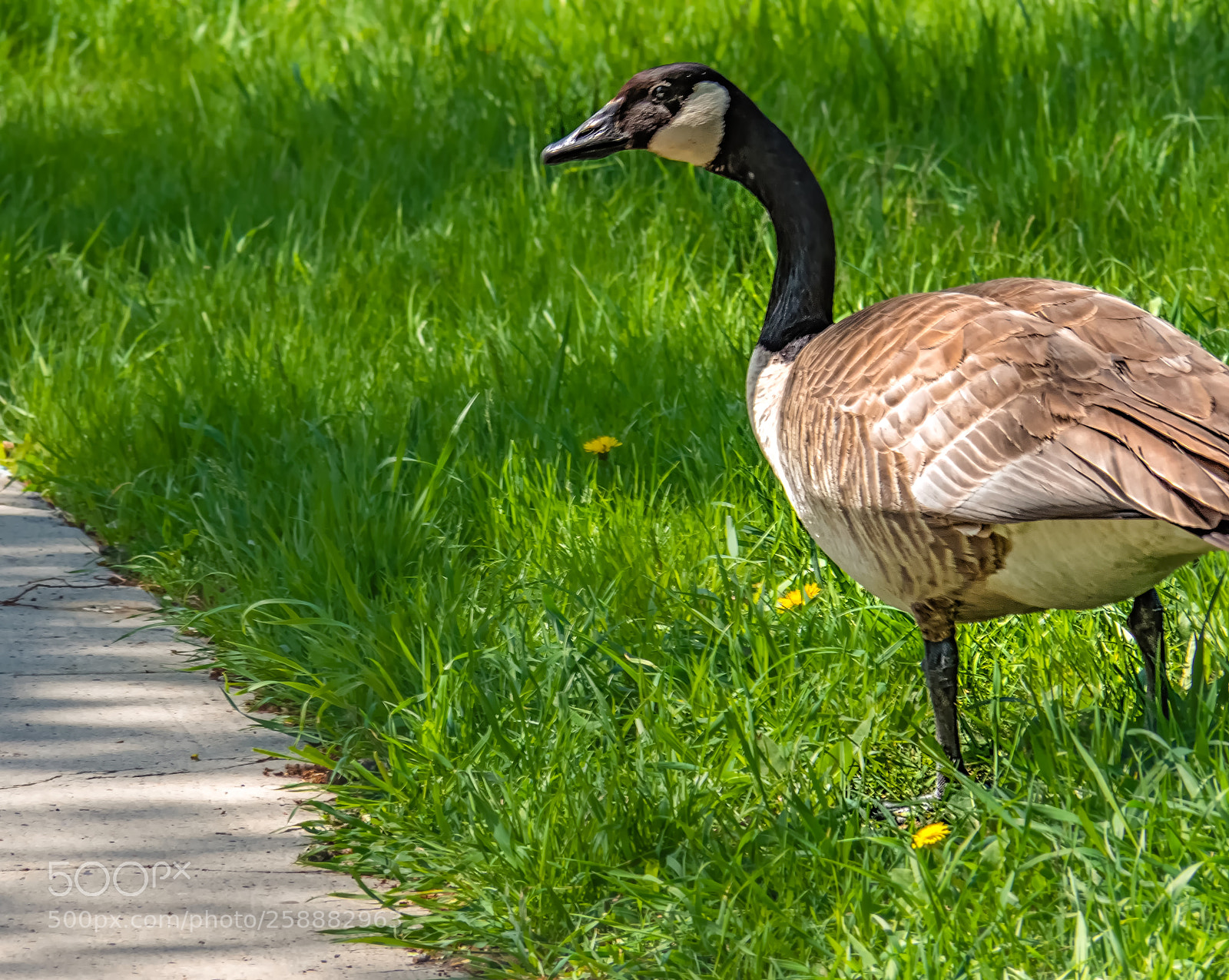 Olympus OM-D E-M1 sample photo. Goose in the grass photography