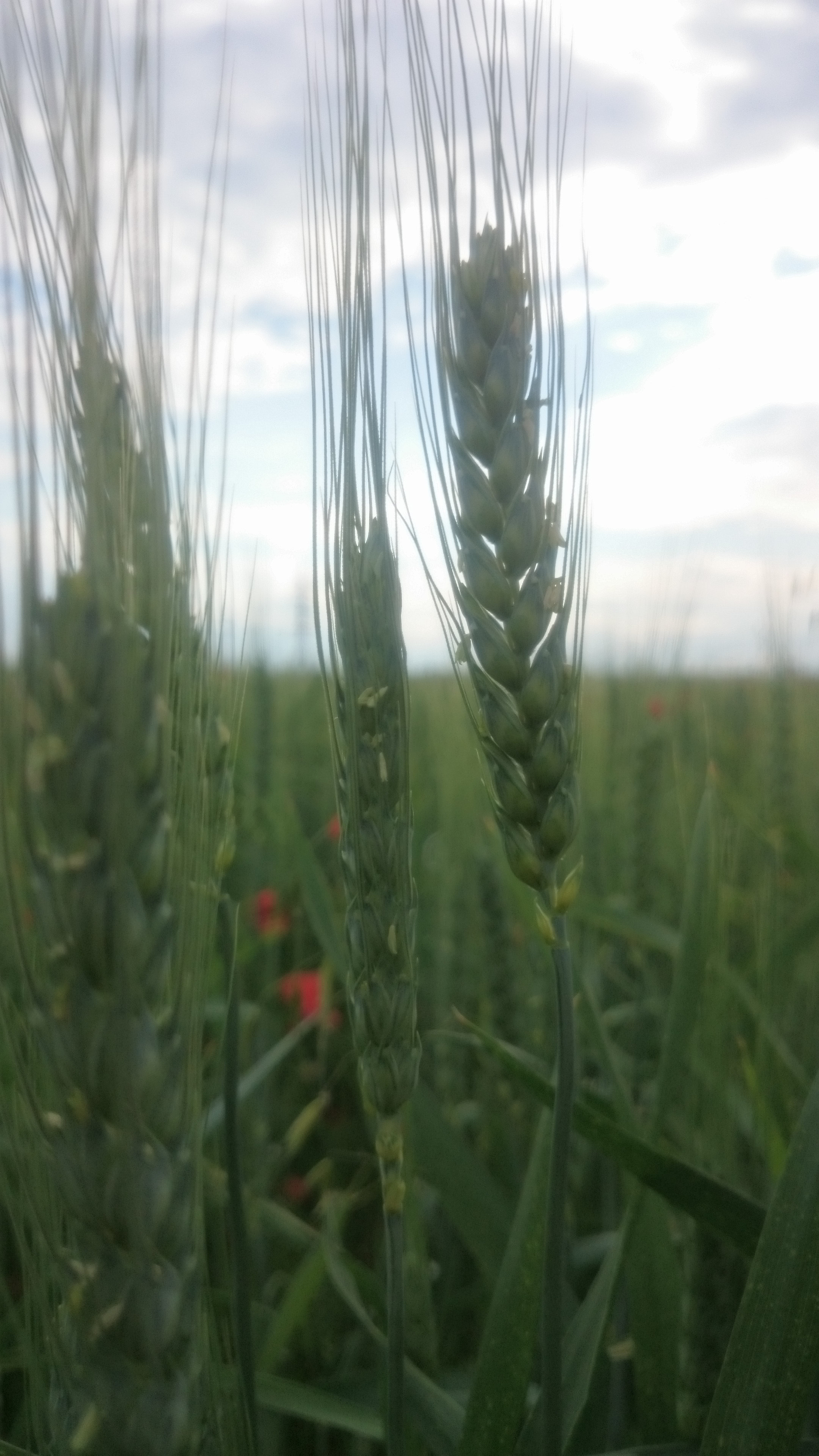 Sony Xperia Z2 sample photo