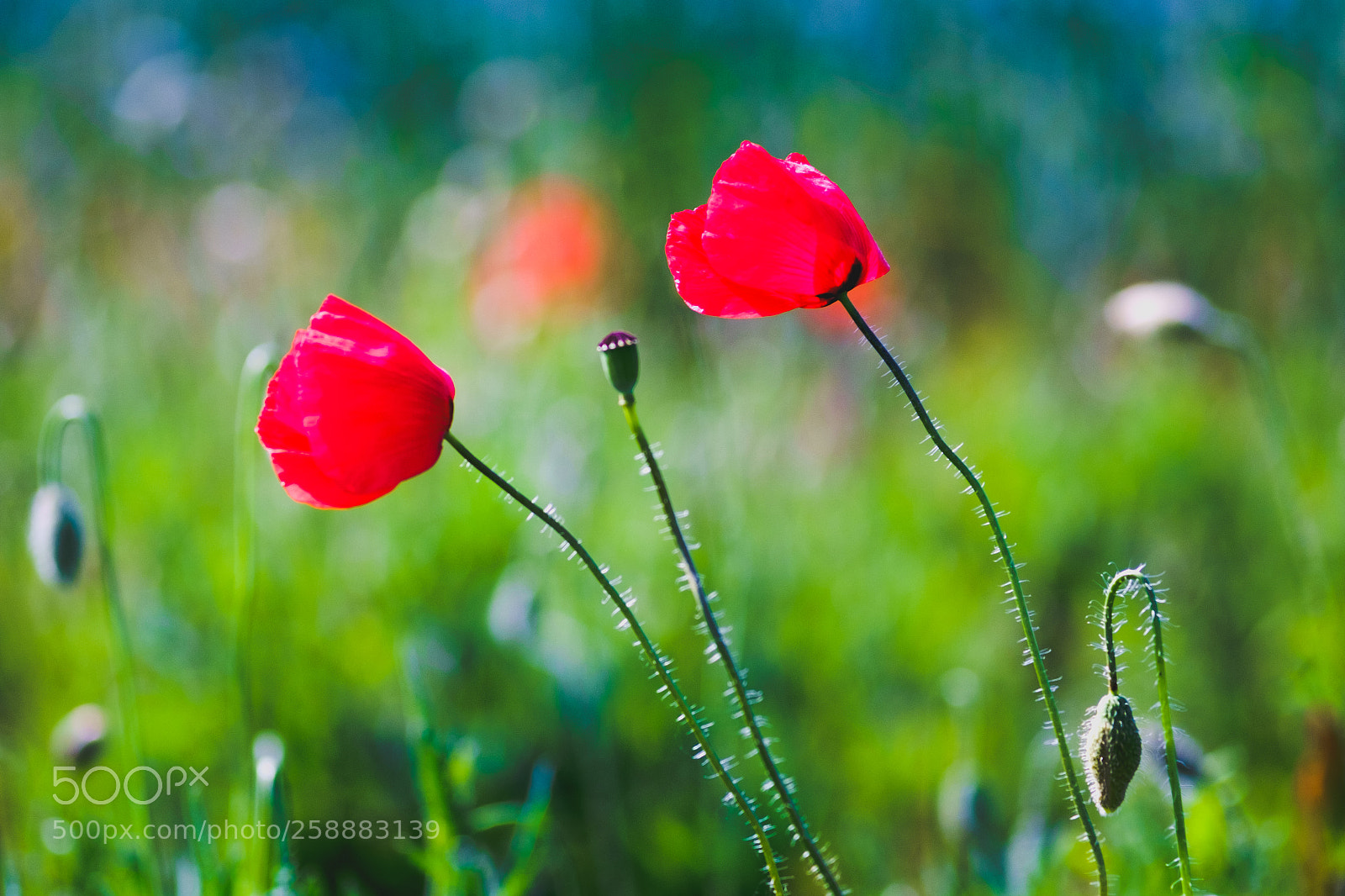 Fujifilm X-Pro1 sample photo. Poppy photography