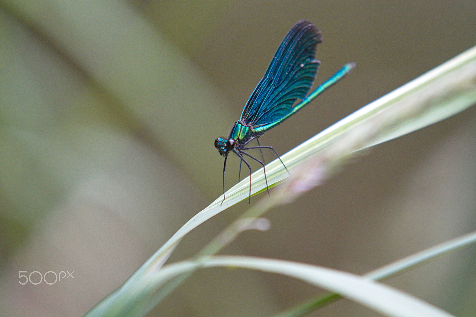 Sigma 70-200mm F2.8 EX DG OS HSM sample photo. Img photography