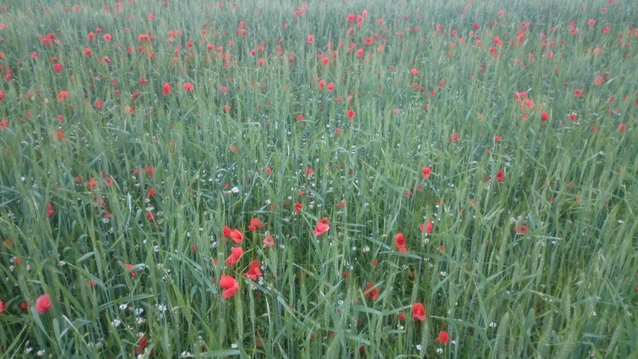 Sony Xperia Z2 sample photo