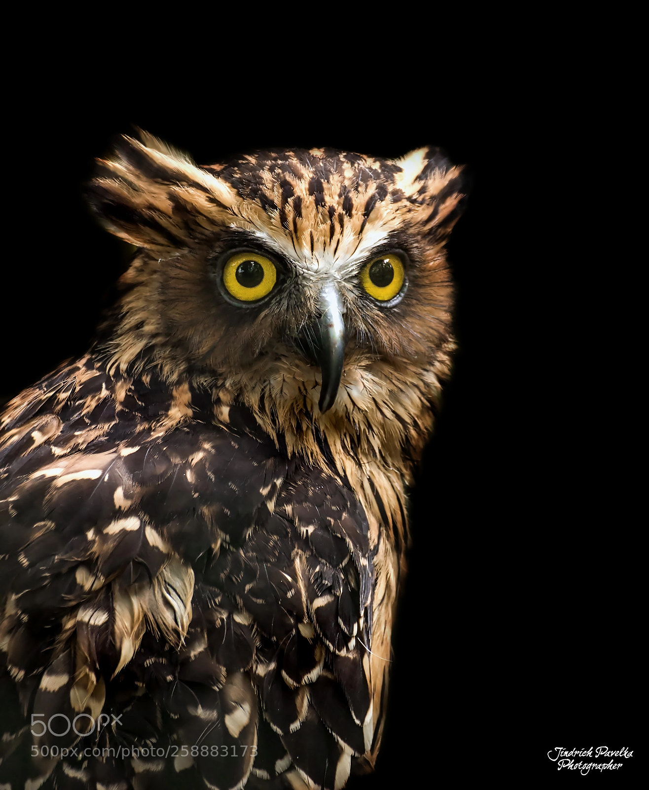 Canon EOS 100D (EOS Rebel SL1 / EOS Kiss X7) sample photo. Buffy fish owl ketupa photography