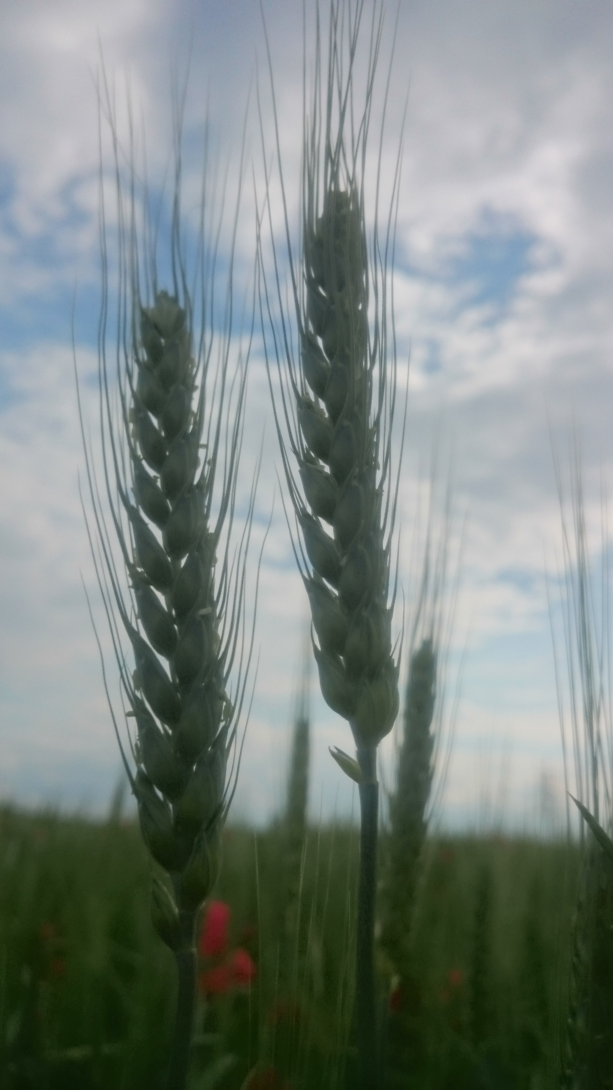 Sony Xperia Z2 sample photo
