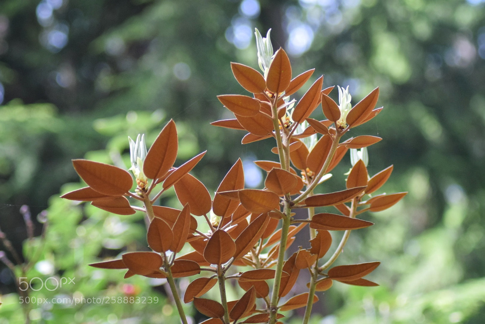 Nikon D3300 sample photo. Rhodedendron leaves photography