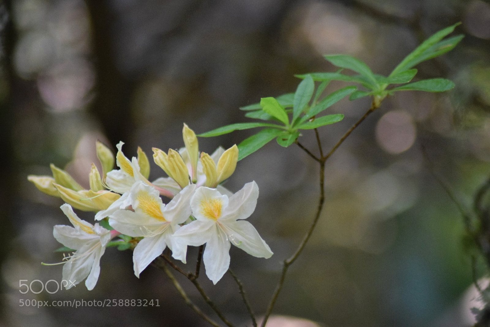 Nikon D3300 sample photo. Azalea 'exbury form' photography