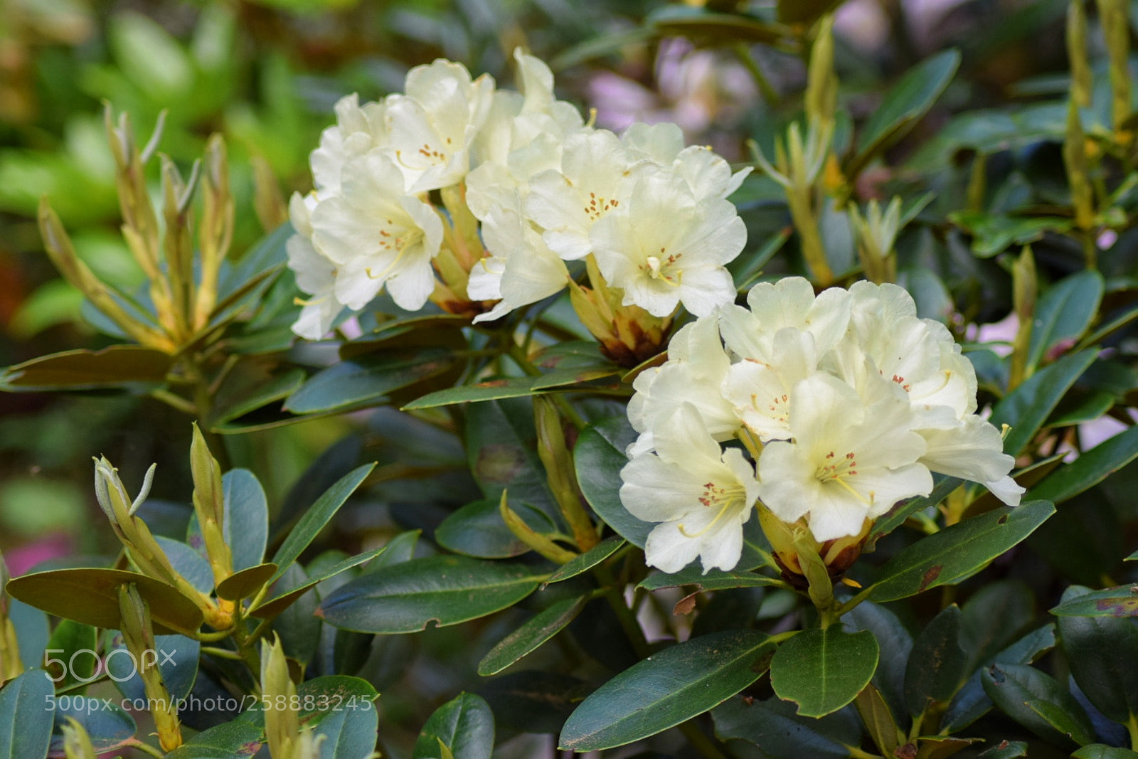 Nikon D3300 sample photo. Lemon dream photography
